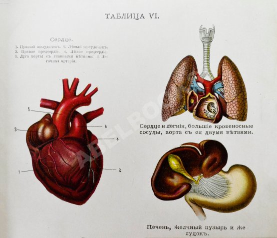 Антикварная книга Клюнц, Г. Как устроено наше тело. Анатомия для всех
