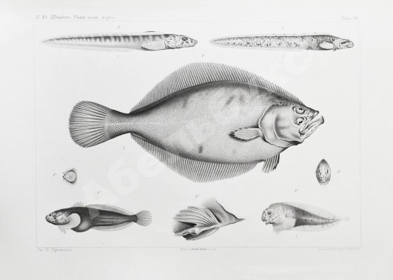 Антикварная книга Шмидт, П.Ю. Рыбы восточных морей Российской империи
