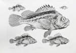 Шмидт, П.Ю. Рыбы восточных морей Российской империи