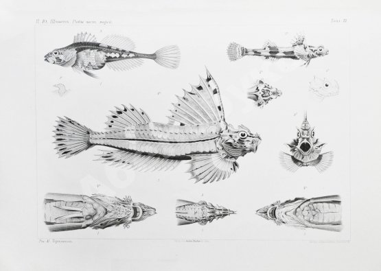 Антикварная книга Шмидт, П.Ю. Рыбы восточных морей Российской империи