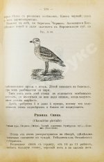 Энгельгардт, Ан. Полная школа охоты по перу и зверю во всех полосах России