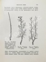 Кичунов, Н.И. Культура розы в открытом грунту и под стеклом