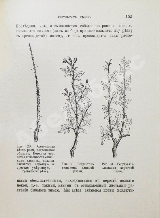 Антикварная книга Кичунов, Н.И. Культура розы в открытом грунту и под стеклом