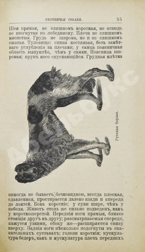 Антикварная книга Крихлер, Ф. Породы собак. Описание многочисленных пород собак: охотничьих, сторожевых, защитных и комнатных