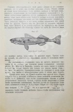 Сабанеев, Л.П. Рыбы России. Жизнь и ловля (уженье) наших пресноводных рыб