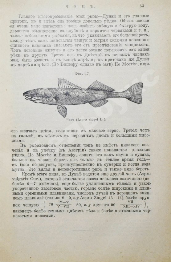 Антикварная книга Сабанеев, Л.П. Рыбы России. Жизнь и ловля (уженье) наших пресноводных рыб